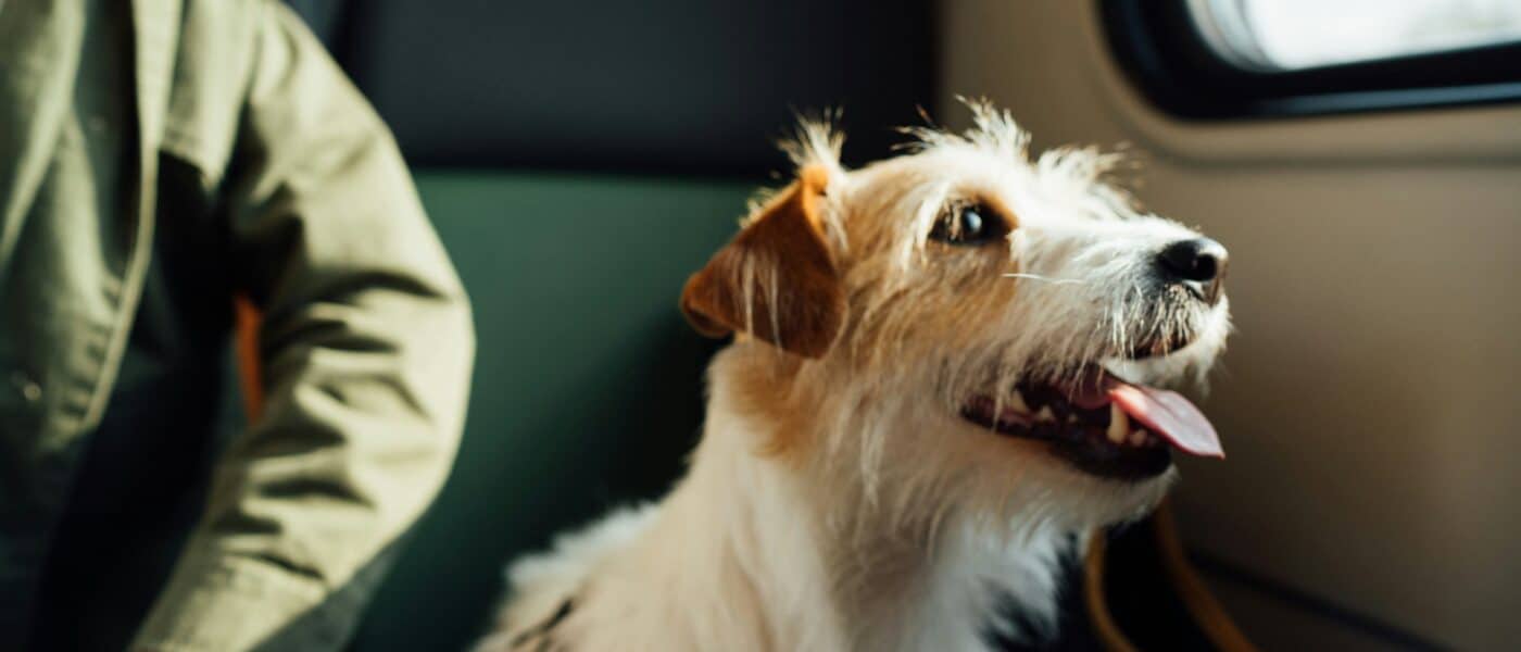 How to Fly With a Dog: Cabin, Cargo, and the Paperwork That Decides Both