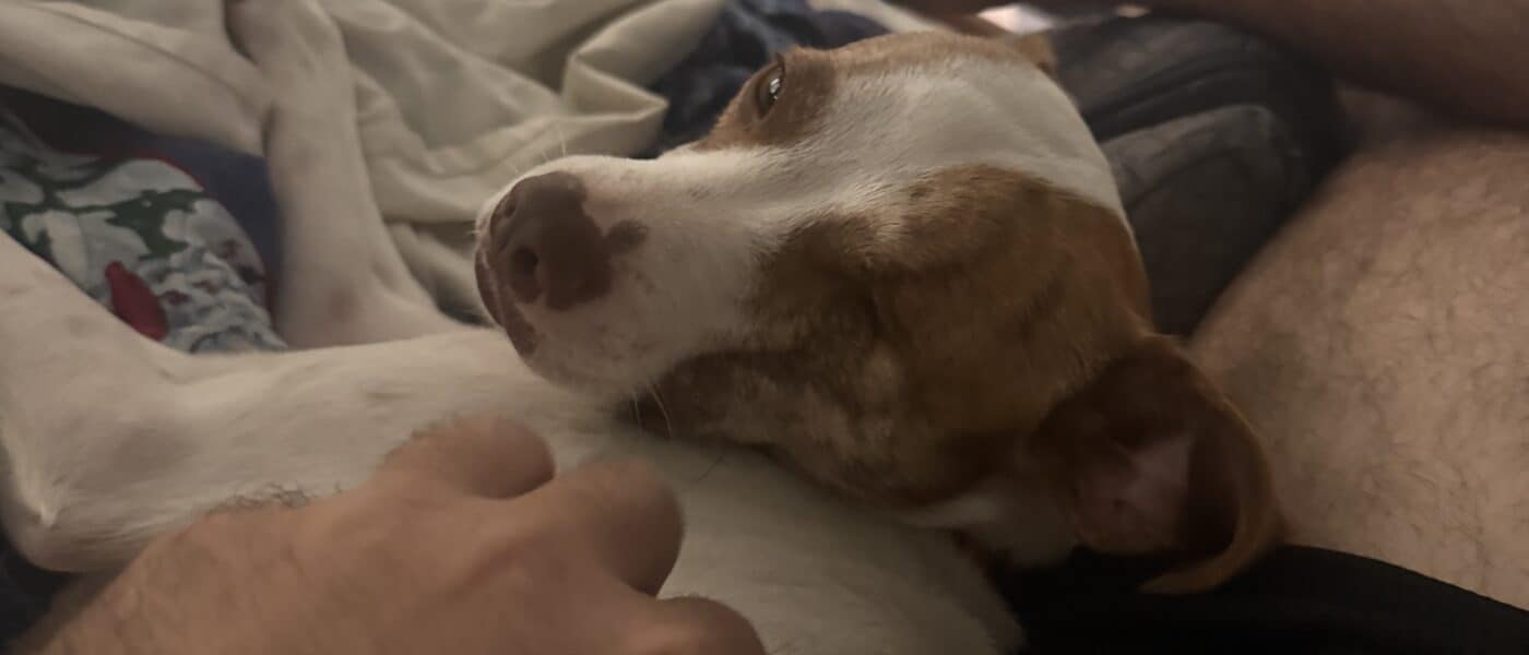 How to Build Trust With a Rescue Dog: What the First Month Looks Like