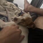 a dog with trust laying down close
