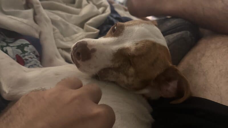 a dog with trust laying down close