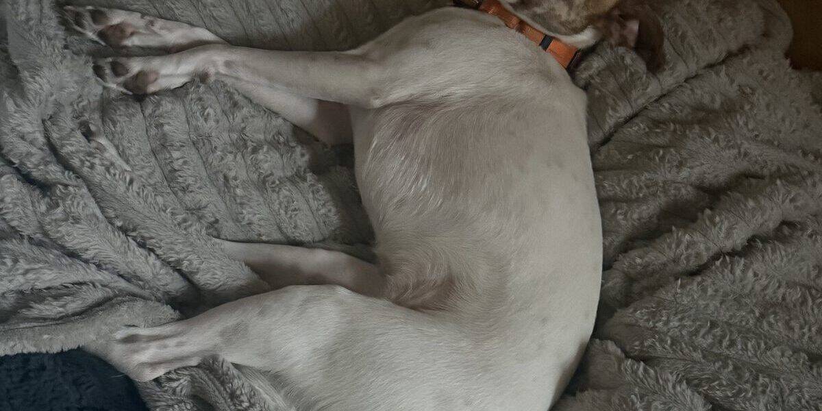 How to Get Your Dog to Use Their Bed