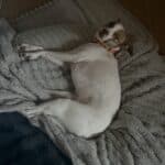 a dog using their bed