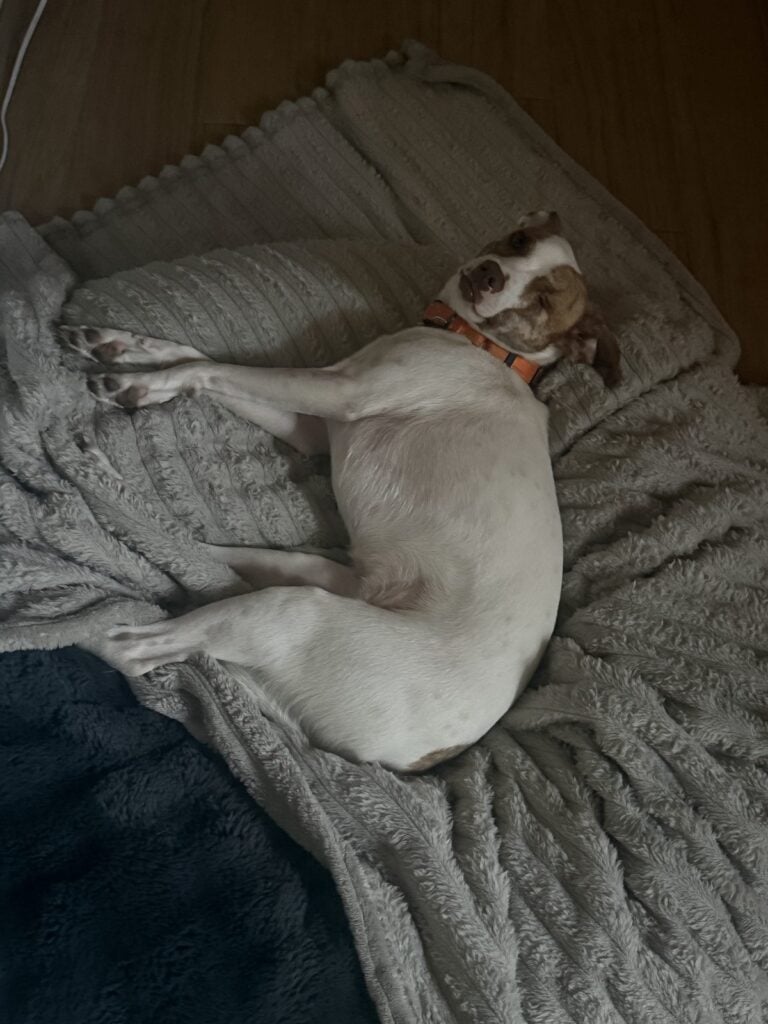 a dog using their bed