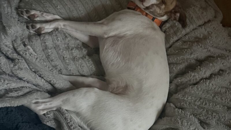 a dog using their bed