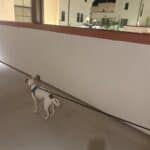 a dog walk at night