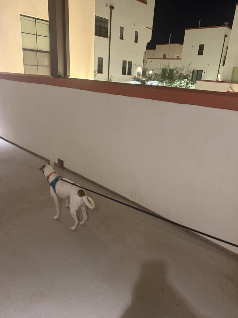 a dog walk at night