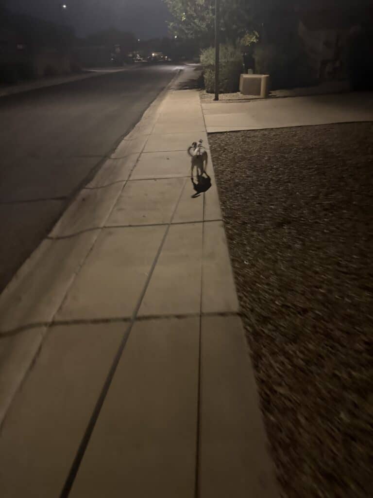 a dog walking with ease