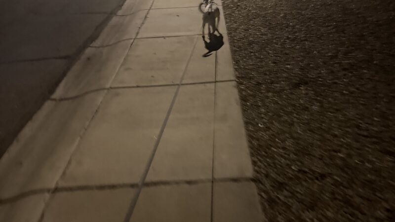 a dog walking with ease