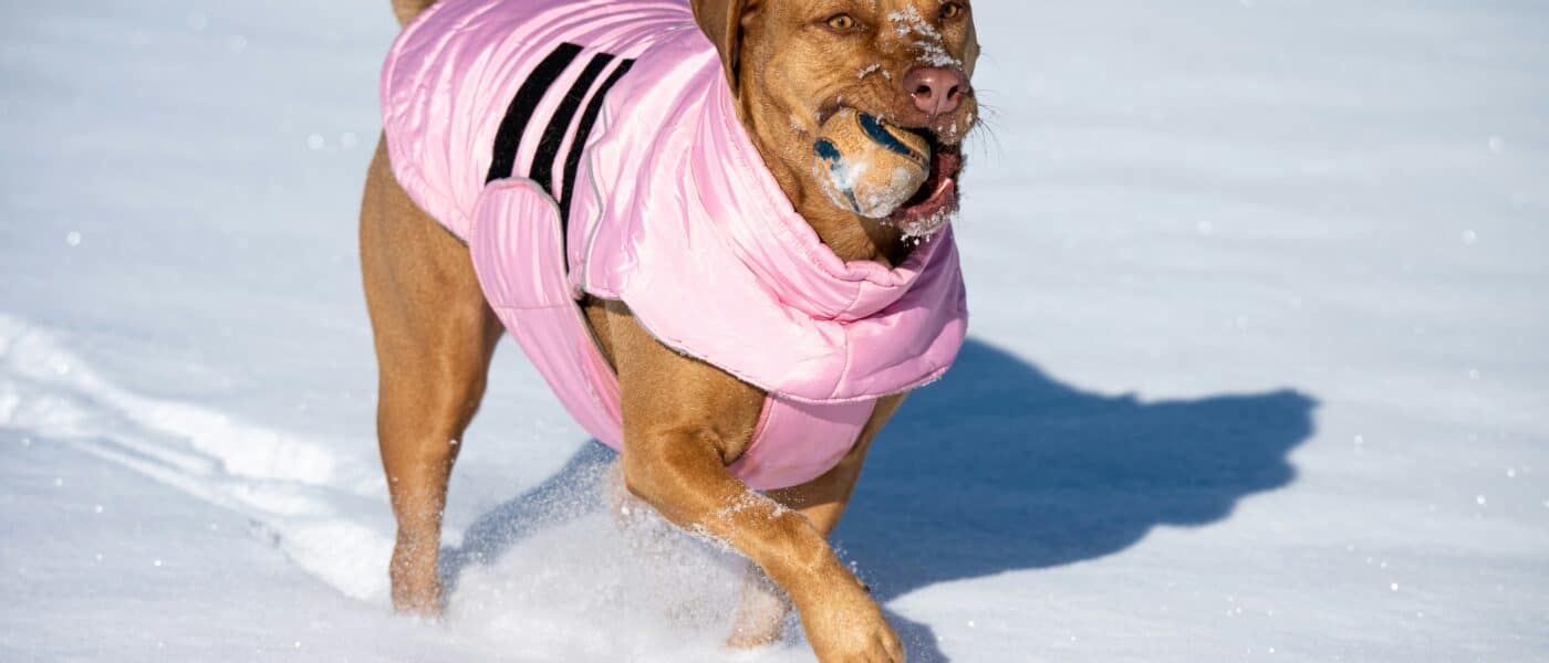Best Dog Winter Coats in 2026: Fit, Coverage, and Which Dogs Actually Need One
