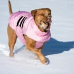 a dog winter coat in the snow