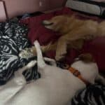 a couple of dogs together laying on a bed