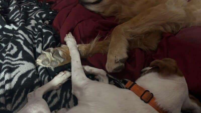 a couple of dogs together laying on a bed