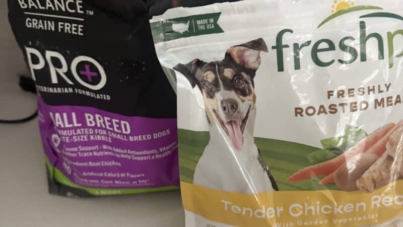 food that i feed my dog