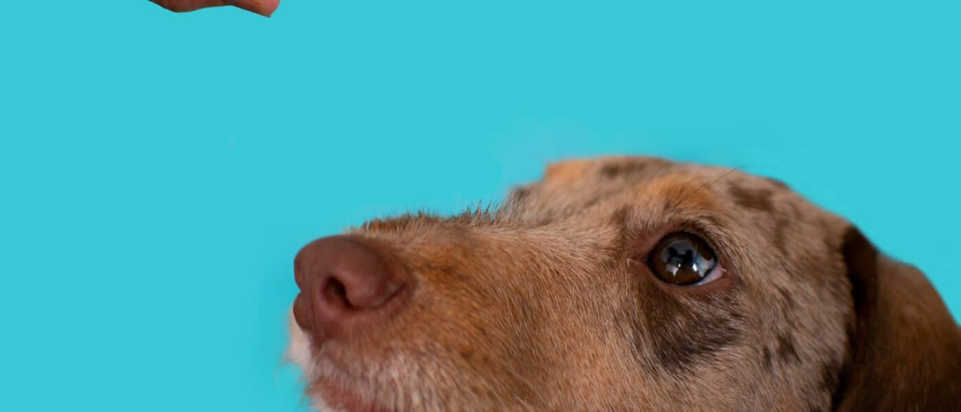 Freeze-Dried vs Dehydrated Dog Treats: Which Is Better for Your Dog?