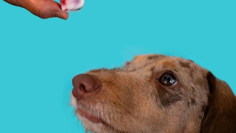 freeze dried dog treats