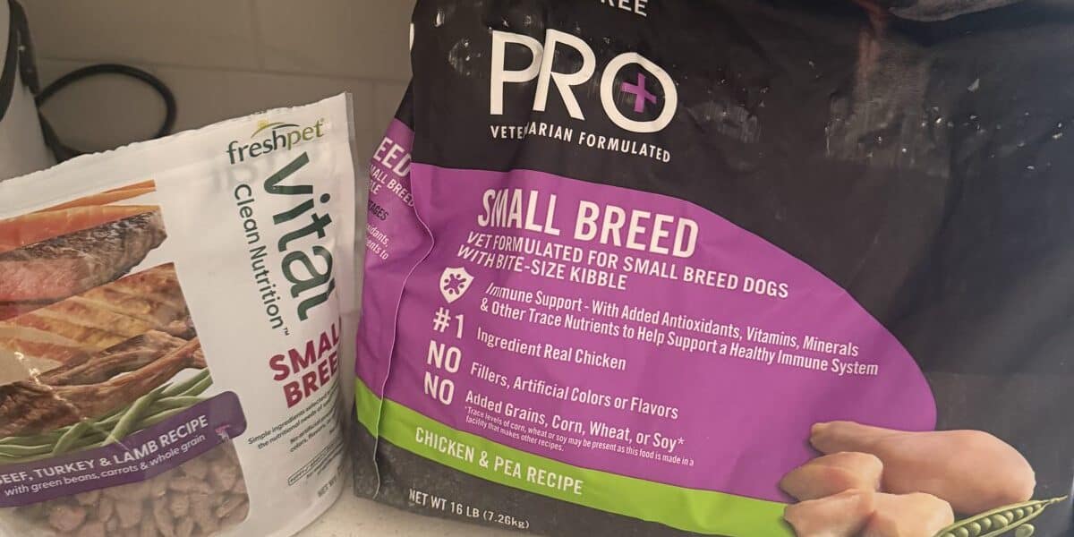 Fresh Food vs Dry Food for Dogs: Which Should You Feed?