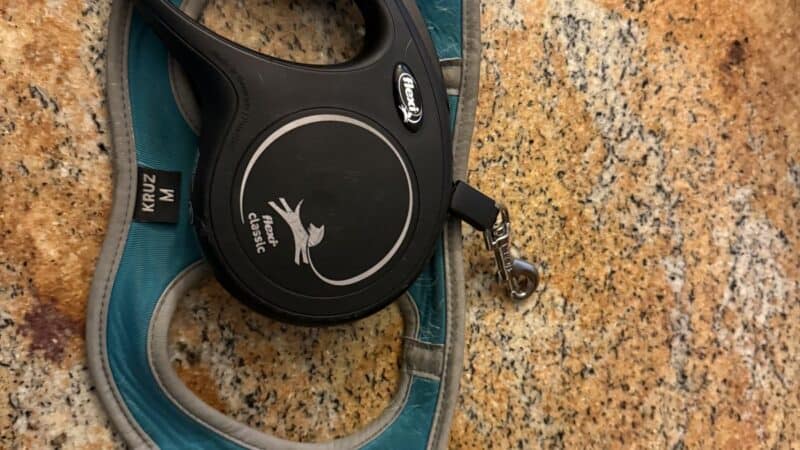 harness and leash on counter