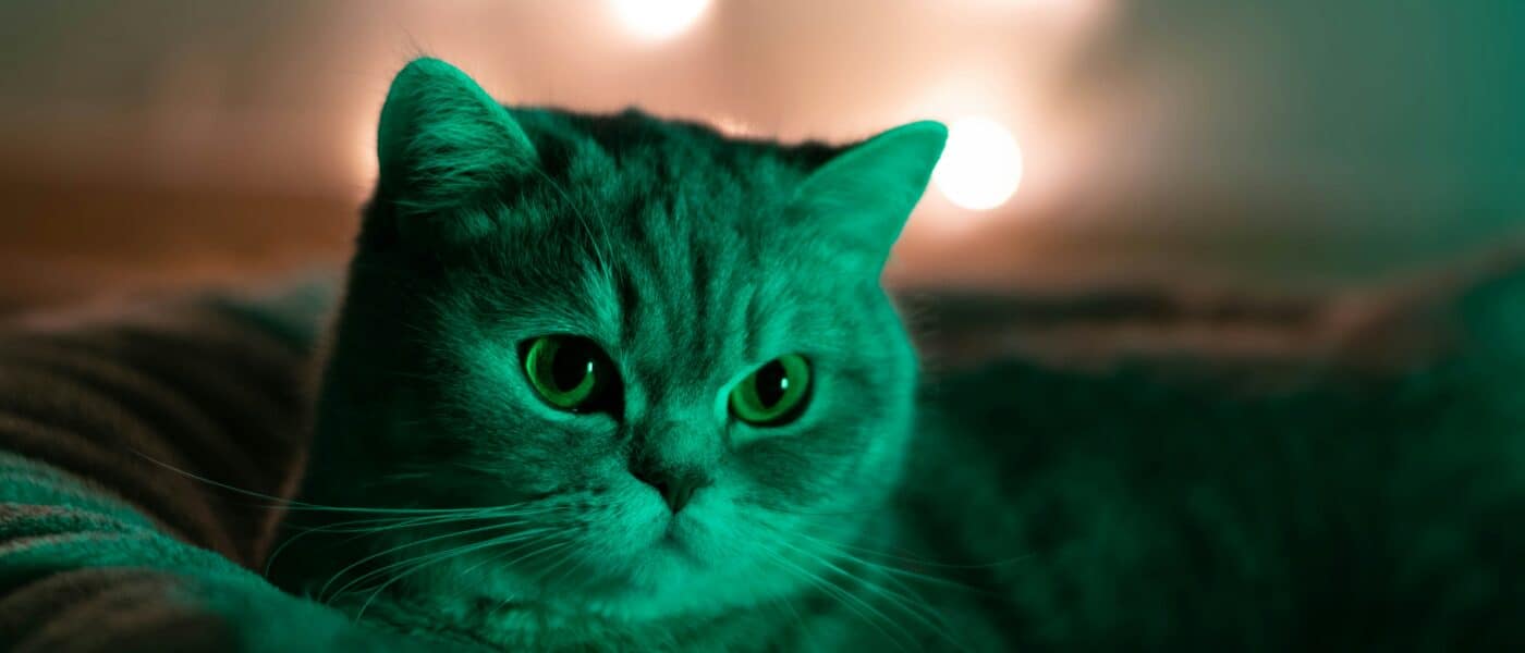 Why Does My Cat Wake Me Up at 4am?