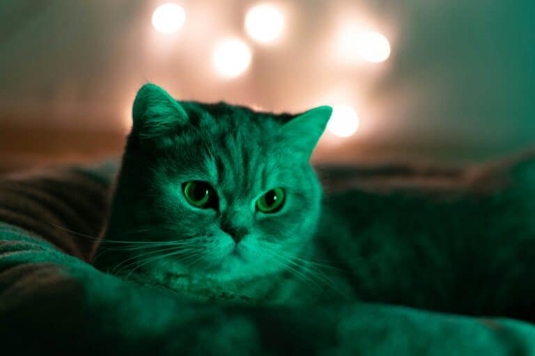 a cat in the late night in home
