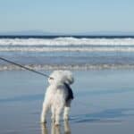 a leash for a dog on a beach