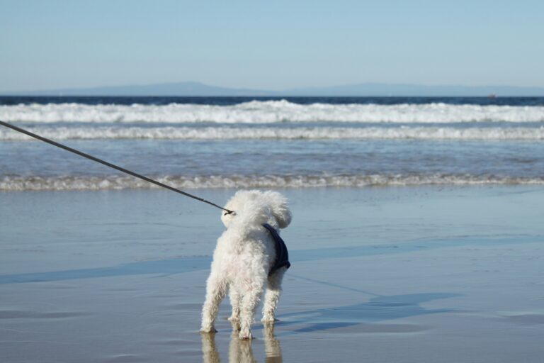 a leash for a dog on a beach