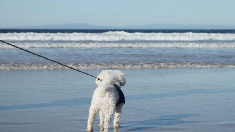 a leash for a dog on a beach