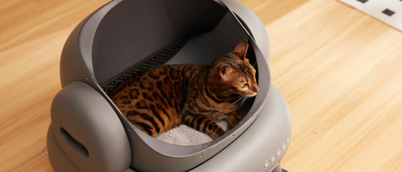 Covered vs Uncovered Litter Box: Which One Your Cat Prefers