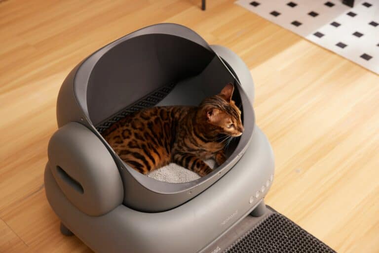a litter box in house