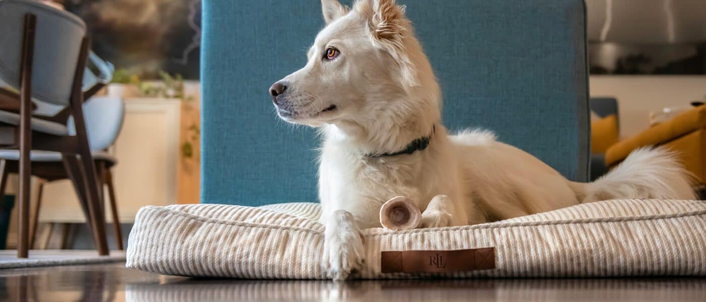 Best Dog Beds for Medium Dogs in 2026: Sized-Right Comfort