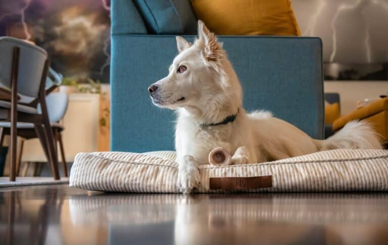 a medium sized dog bed on floor
