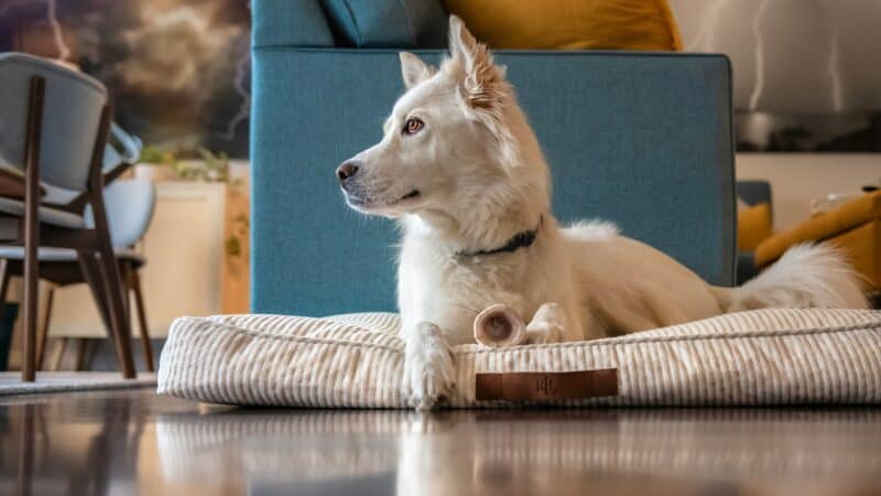 a medium sized dog bed on floor