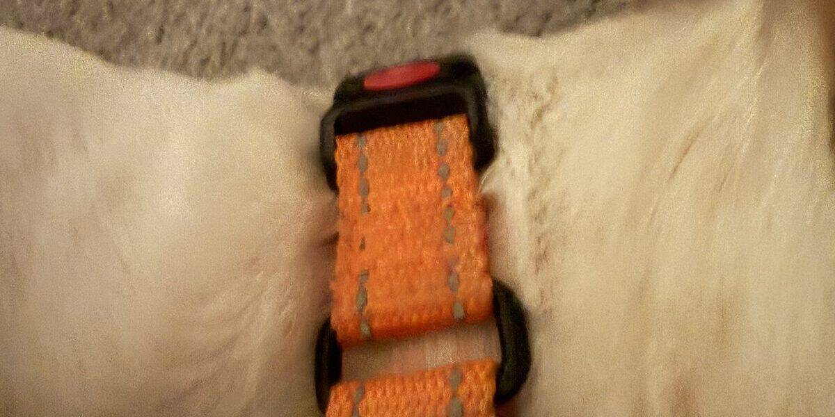 Leather vs Nylon Dog Collar: Which Should You Choose?
