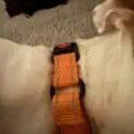 nylon dog collar on a dog