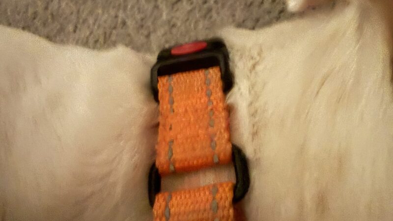 nylon dog collar on a dog