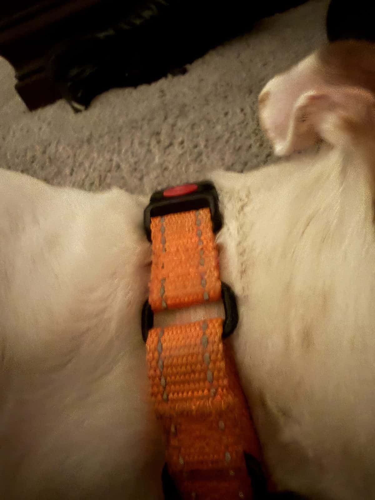 Leather vs Nylon Dog Collar: Which Should You Choose?