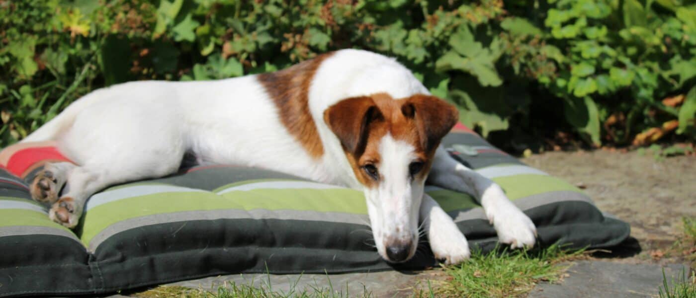 Best Outdoor Dog Beds in 2026: Durable Comfort for Patios and Porches