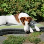 an outdoor dog bed set up with dog