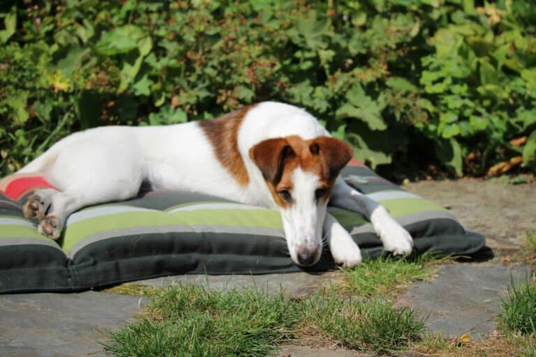 an outdoor dog bed set up with dog