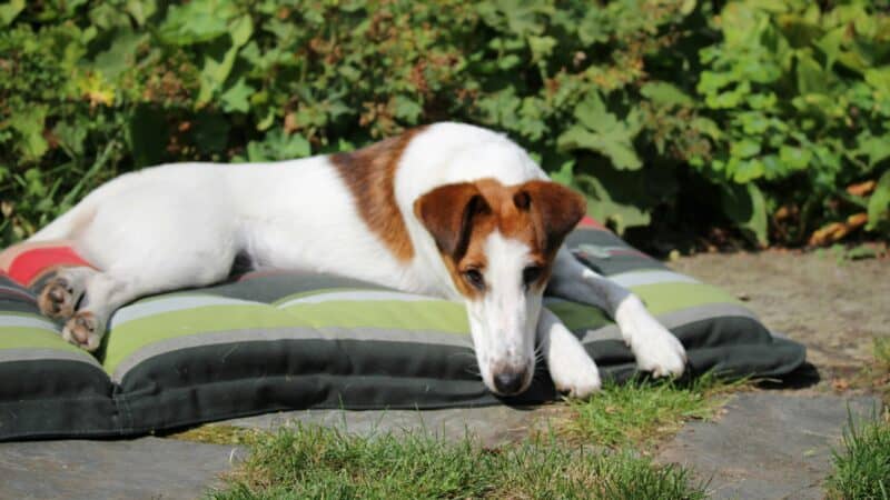 an outdoor dog bed set up with dog
