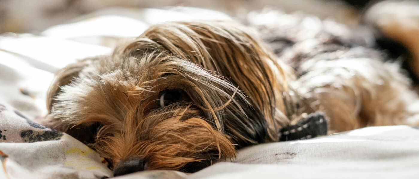 Best Dog Beds for Puppies in 2026: Cozy, Washable, and Chew-Aware