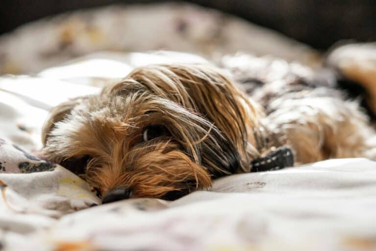 a puppy in a dog bed