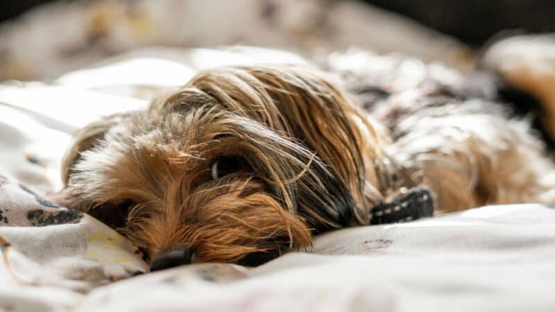 a puppy in a dog bed