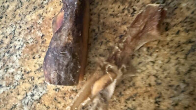 a rawhide chew in kitchen