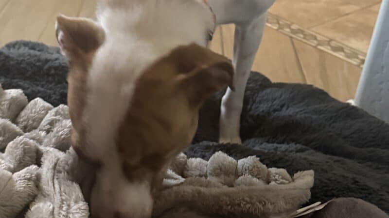 a safe space for a dog in home