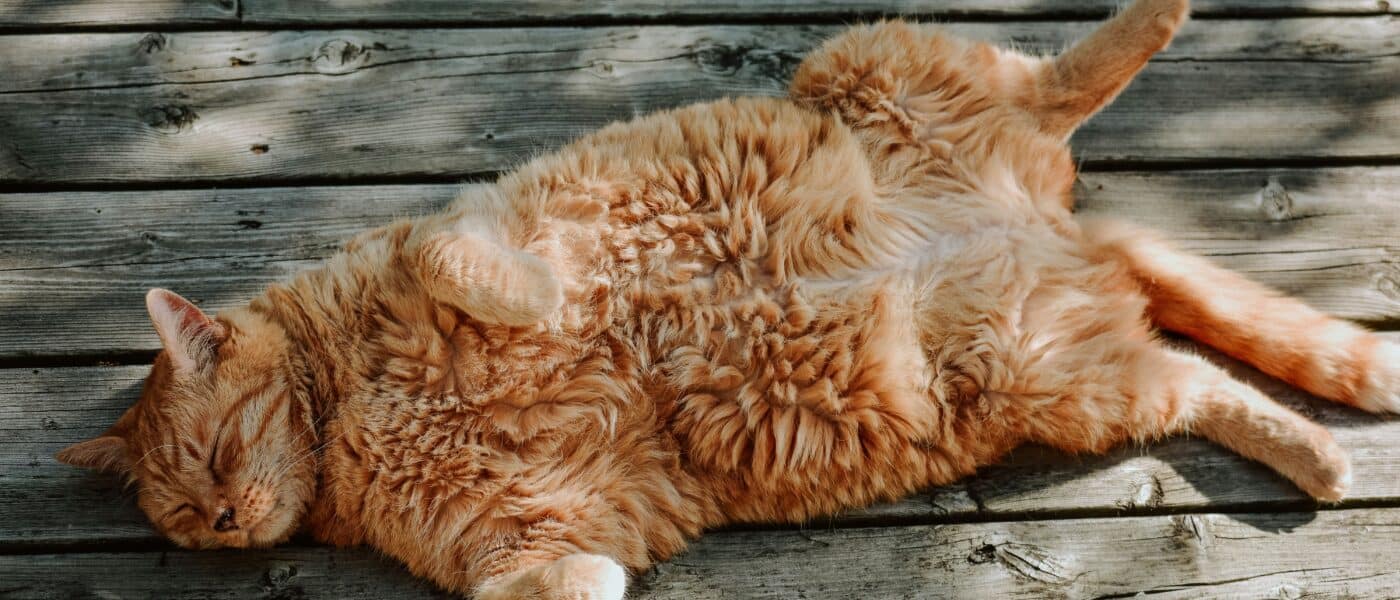 How to Help a Cat With Arthritis: Home Changes That Reduce Strain