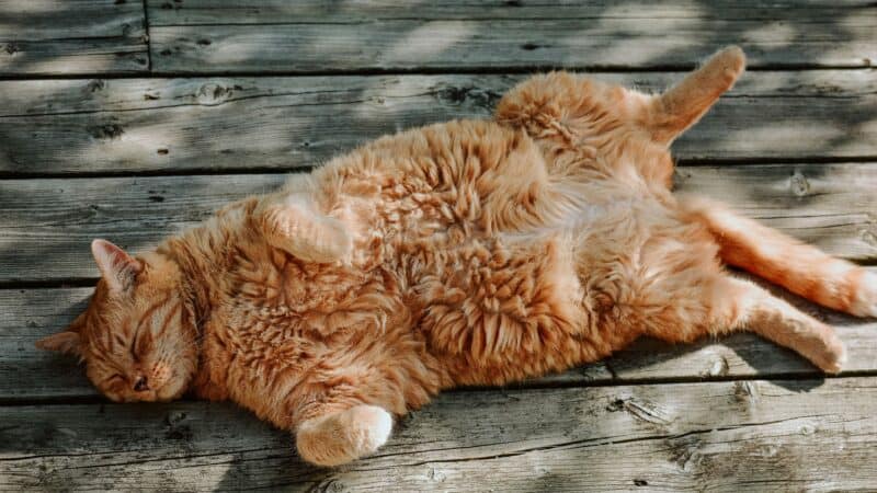 senior cat laying down on deck