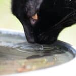 a shallow water bowl for cats