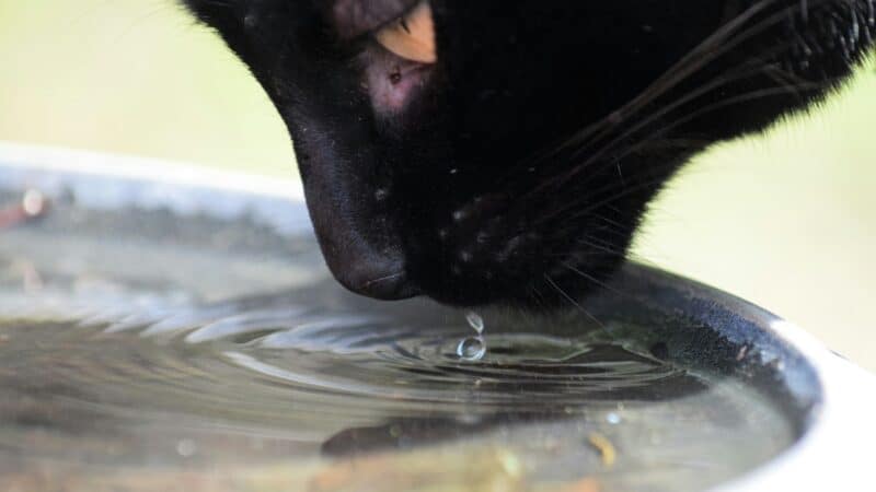 a shallow water bowl for cats