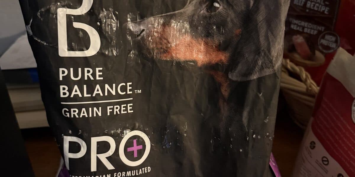 Best Small Kibble Dog Food in 2026: Easy-to-Eat for Little Mouths