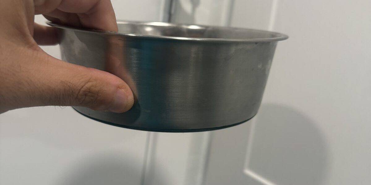 How to Choose a Dog Bowl: Owner’s Guide
